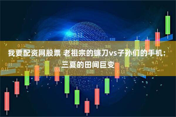 我要配资网股票 老祖宗的镰刀vs子孙们的手机: 三夏的田间巨变